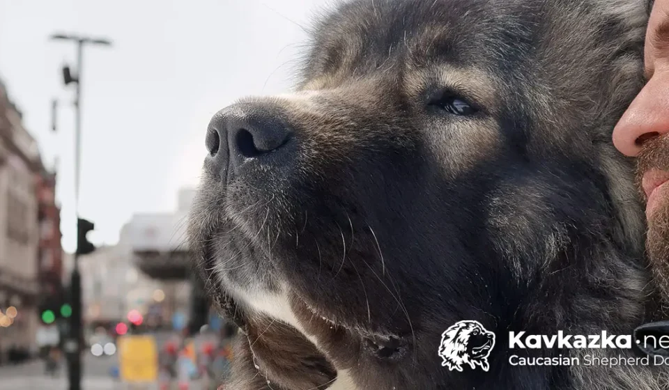Кавказка овчарка в градски условия